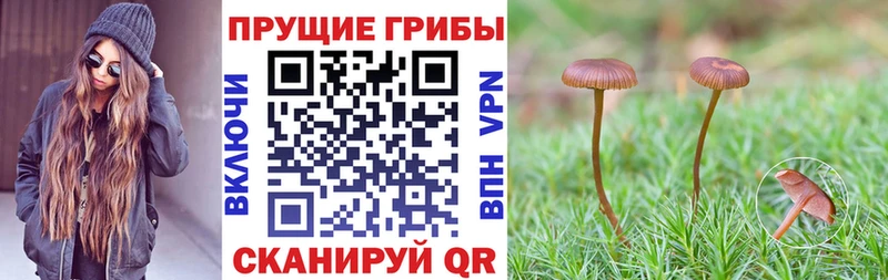 где можно купить наркотик  Курильск  Псилоцибиновые грибы Psilocybe 
